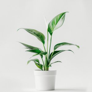 product 06