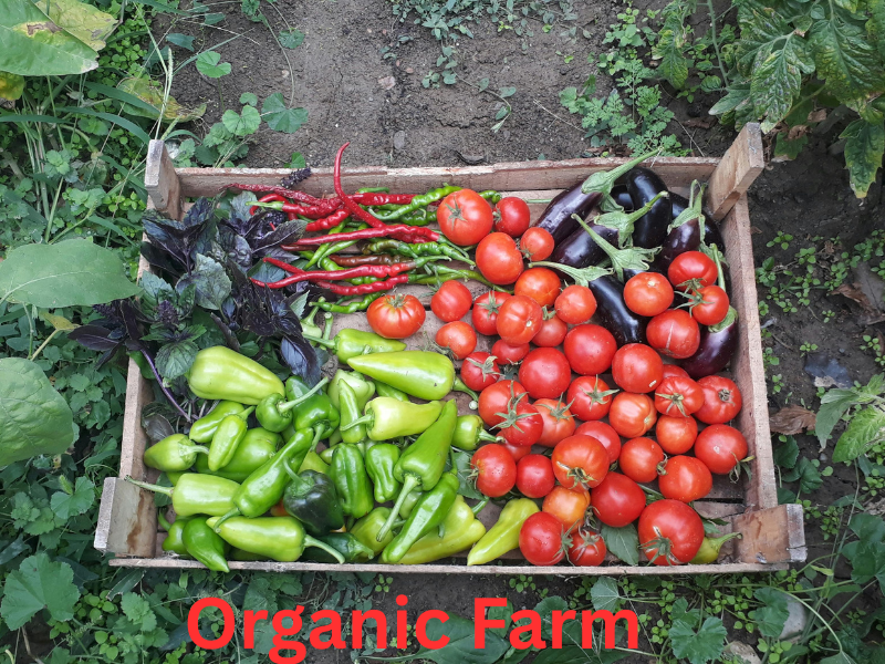 Types of Farming in Agriculture Types of Farming in Agriculture-Eco-friendly farming