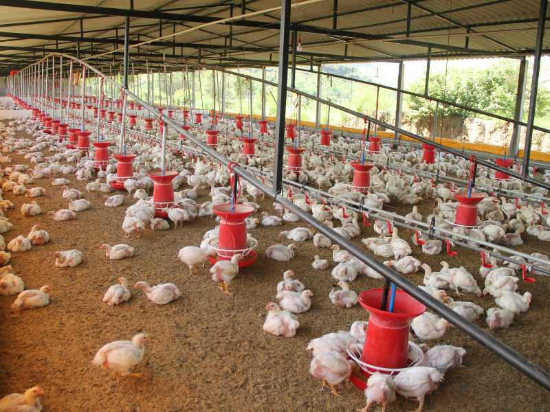 Types of Farming in Agriculture Types of Farming in Agriculture-Chicken farming
